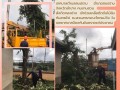 เทศบาลเข้าช่วยเหลือ! ตัดต้นไม้ล้มทับสายไฟ ... Image 1
